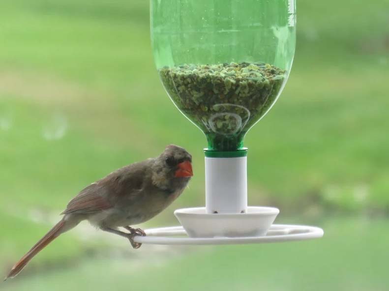 Birds feeder